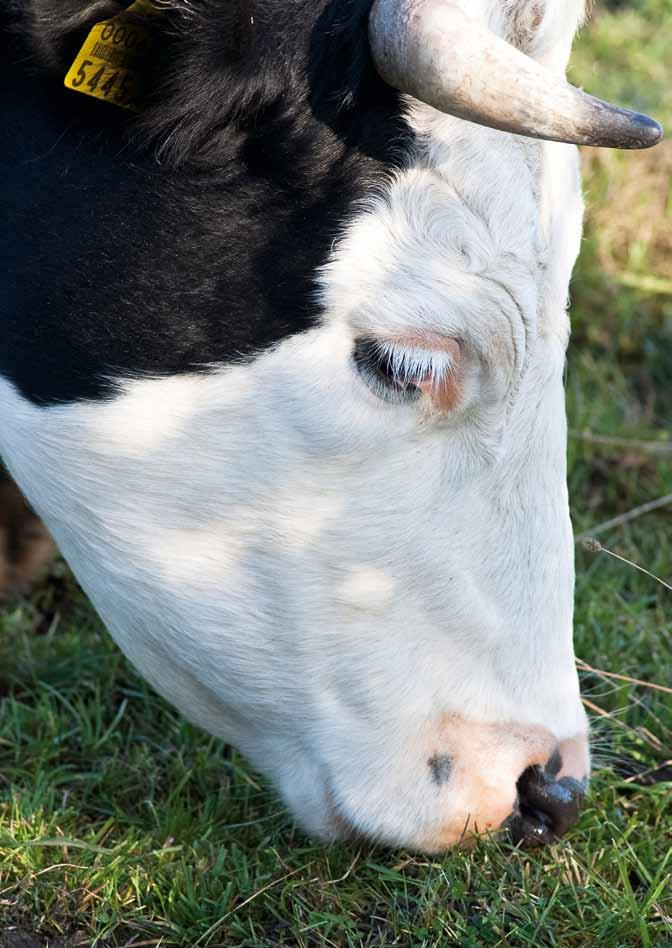 5. Grūsnu, laktējošu un nobarojamu liellopu barošana Lai govij piedzimtu teļš, lai tā dotu pienu vai pieaugtu tās svars, tā ir pareizi jābaro.