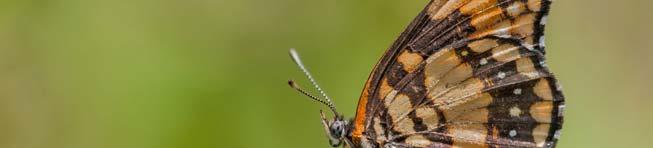 First, a mother butterfly lays an egg on a leaf. A caterpillar hatches from the egg.
