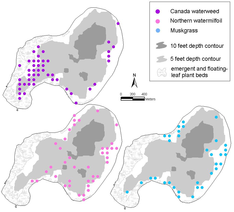 Figure 16. Distribution of Canada waterweed, northern watermilfoil and muskgrass in Norway Lake, 2008. HTUCanada waterweeduth (Figure 17) was present in 16% of the Norway sites (Table 3, Figure 16).