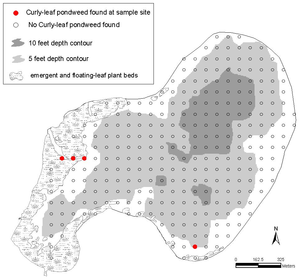 Figure 21. Life cycle of Curly-leaf pondweed (Potamogeton crispus). Curly-leaf pondweed was present in one percent of Norway Lake. (Table 4).