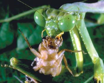 HIRED BUGS Your complete ordering guide to Nature s Pest Controls. ols. Ants... 17 Aphids... 9, 10 Book... 20 Caterpillars... 18 Deterents, Traps, & Other Stuff... 19-21 Fleas... 14 Flies.