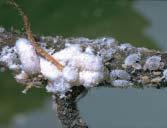 SPECIAL SPECIES NOTES Covered with a fluffy, waxy coating, Mealybugs tend to gather, often at a crotch or joint.