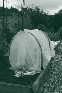 If row covers are used, it is important to apply them loosely so they can be lifted as the plants grow.