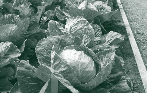 Cabbage Seed depth: ¼ inch Germination soil temperature: 75-85 F Days to germinate: 5-8 Date to sow indoors: 4-6 weeks before last frost Date to sow outdoors: February 20 - April 1 and July 1 - July