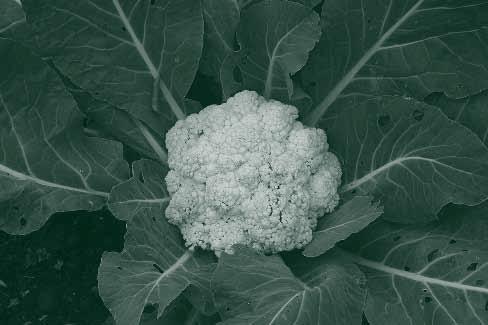 Cauliflower Seed depth: ¼ inch Germination soil temperature: 80 F Days to germinate: 6 Date to sow indoors: 4-6 weeks before last frost Date to sow outdoors: March 1 April 1 and July 15 August 15 ph