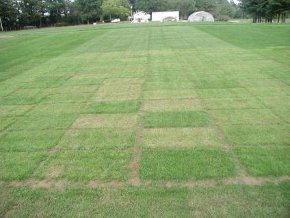 Cool-season turf species that are not acceptable (visually or sustainably) Annual ryegrass Unsightly and annual Rough bluegrass Intolerant to heat Doesn t