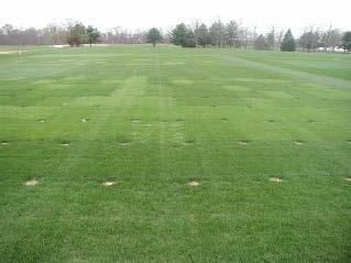 Perennial Ryegrass Lolium perenne Uses: home lawns, parks, golf fairways, athletic fields