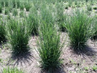Tall Fescue Festuca arundinacea Introduced in United States as a forage grass First