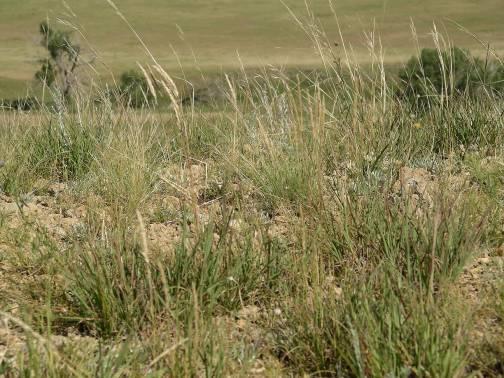 Non-traditional Turfgrass Species (Native) Buffalograss Blue grama Texas bluegrass Tufted