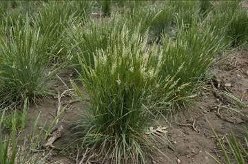 Prairie Junegrass North American prairie Very good low-input potential Positives Heat stress tolerance Reduced water