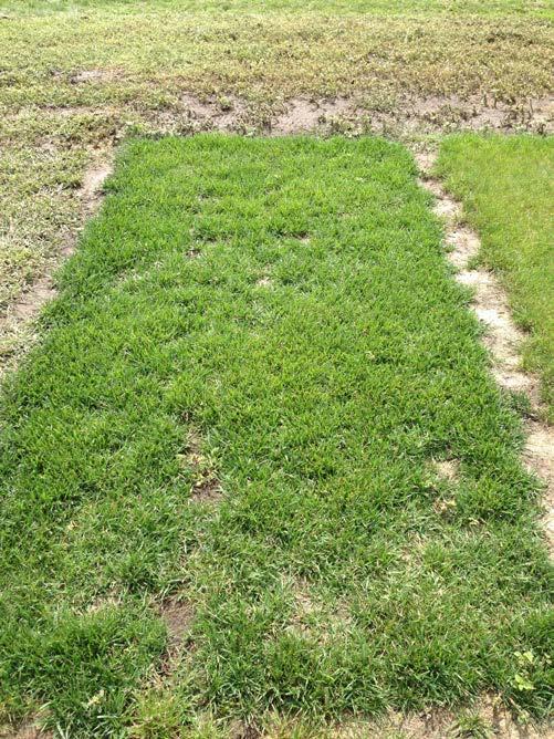 Tall fescue blends