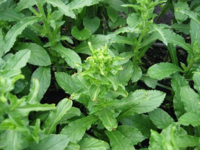 Boron deficiency Campanula is sensitive to boron deficiency which expresses itself as stunted growth, deformed leaves and edge burn.