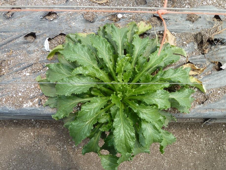 Rosette Inactive stage caused by stress, (uneven moisture, excess fertilizer, chemical damage, root damage, late transplanting, night temperature in