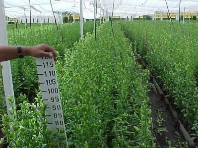 Crop Timing Northern Latitudes Campanula Champion Series flowers 130-140 days from sowing.