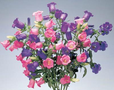 Campanula Champion series plug and culture Campanula Champion series requires less cooling to flower and expands the marketing window from December to