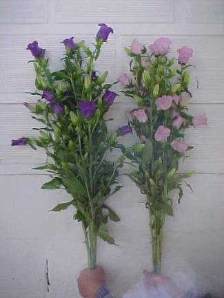 Marketing Campanula Champion Series is usually sold in
