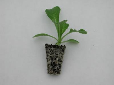 Germination Stage Four (days 30-35) Seedlings should now have 2-3 true leaves and are now ready to