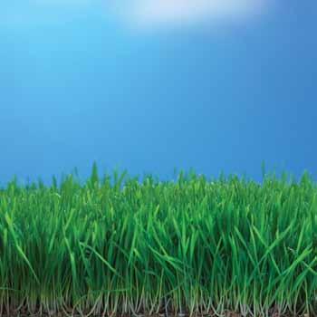 (021-42804) Premium Tall Fescue Blend with Eco-Green Applied Science > A lawn sown exclusively with our new seed can cut your mowing in half, save you time and money with fewer clippings and less