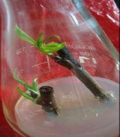 Fig. 1: Fig. 3: Fig. 2: Fig. 4: within 4 weeks roots developed in each responsive microcuttings sprouted only in 60% cultures and culture.