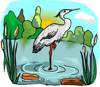 Name: Crossword Puzzle Use words from the article to complete the crossword puzzle. Across 3. species of bird with long legs that is often found in wetland areas 7.