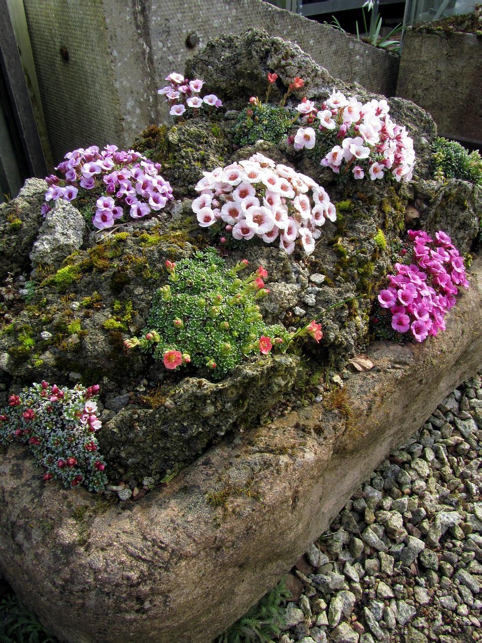 Saxifraga trough 2015 I will leave you this week with this trough, made from cement and landscaped with concrete, that brings such strong colour this early in