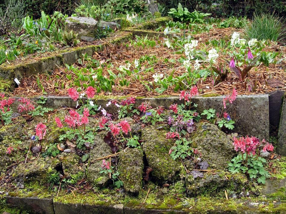 This shows the small scale of this bed between the path and the Erythronium plunge. Check out the latest Bulb Log video diary supplement now available through the SRGC Forum.