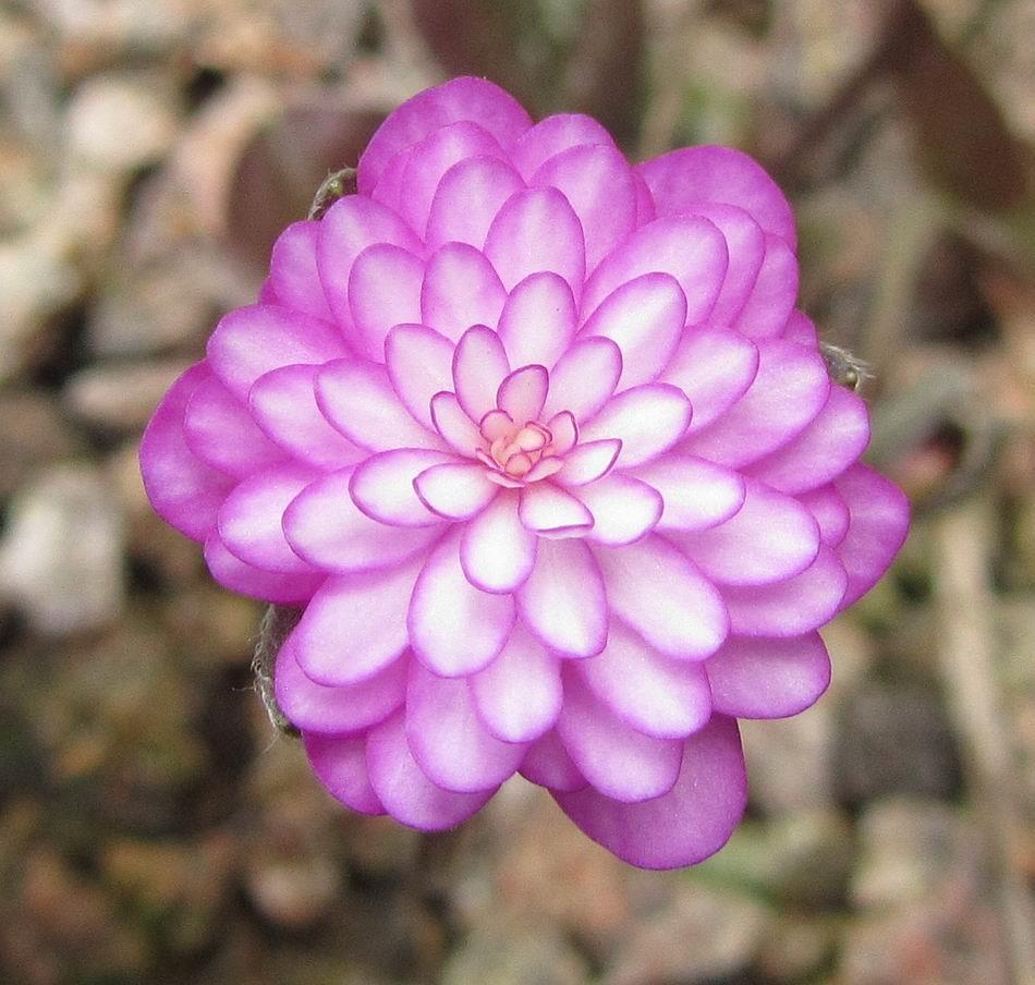 I am not a fan of all double flowers but when they have a good ordered structure with such decorative colouring and highlights as Hepatica Taeka I am completely won over.
