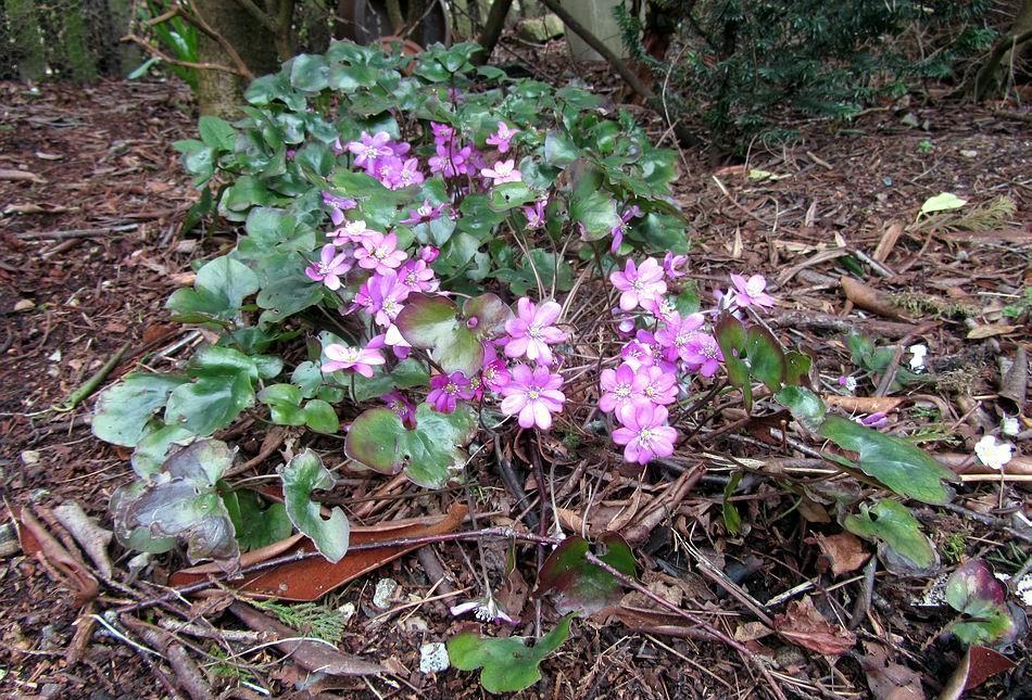 Hepatica nobilis There are plenty species of Hepatica that are perfectly hardy in our garden such as this pink form