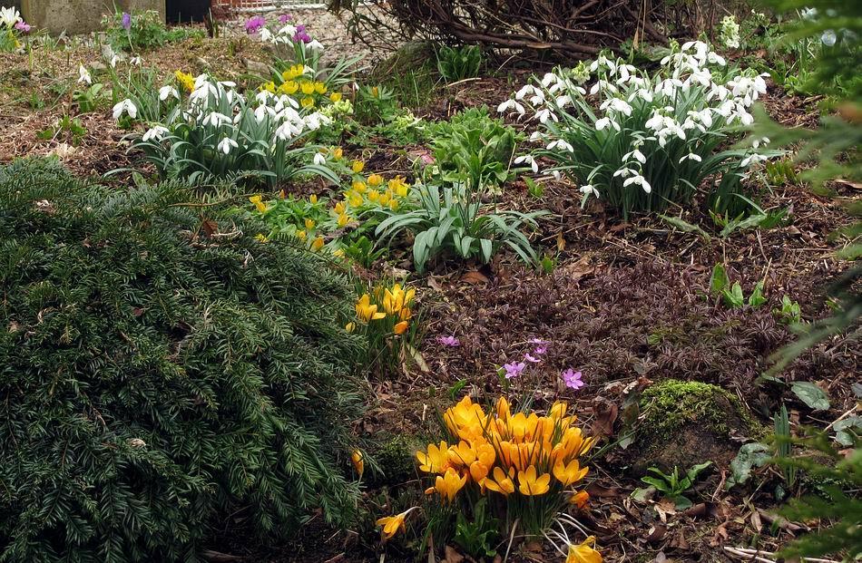 Galanthus and Eranthis flowers start to go past their best in this bed but they will soon