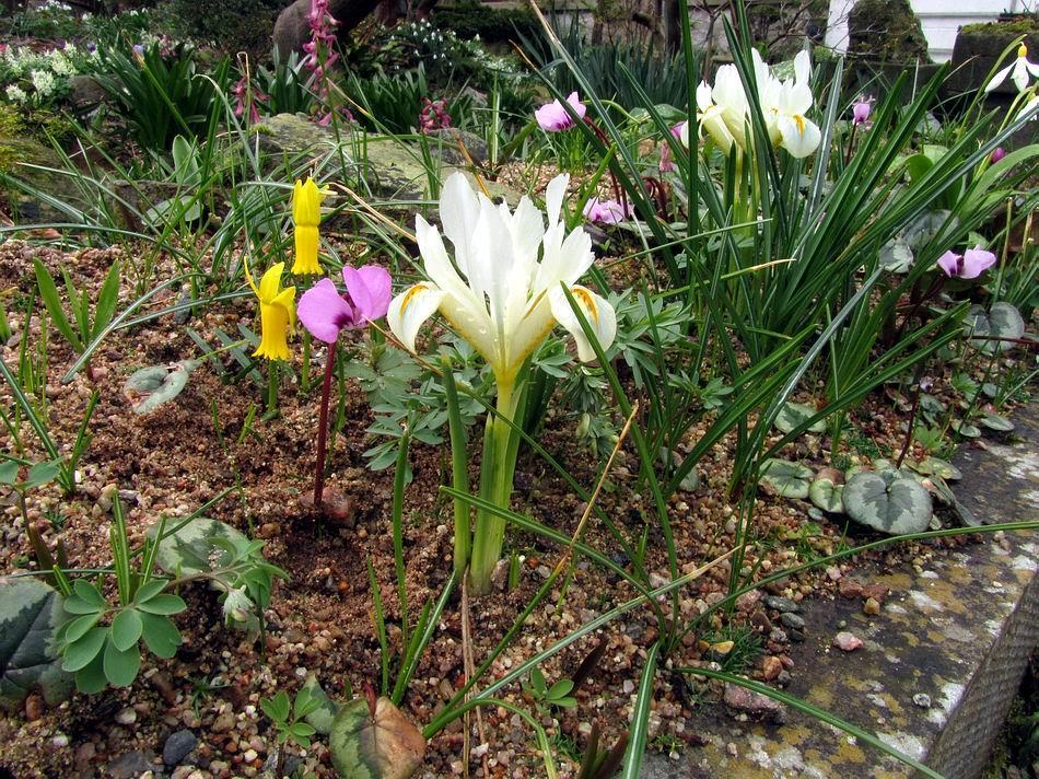The pale, almost white, Iris winogradowii hybrid