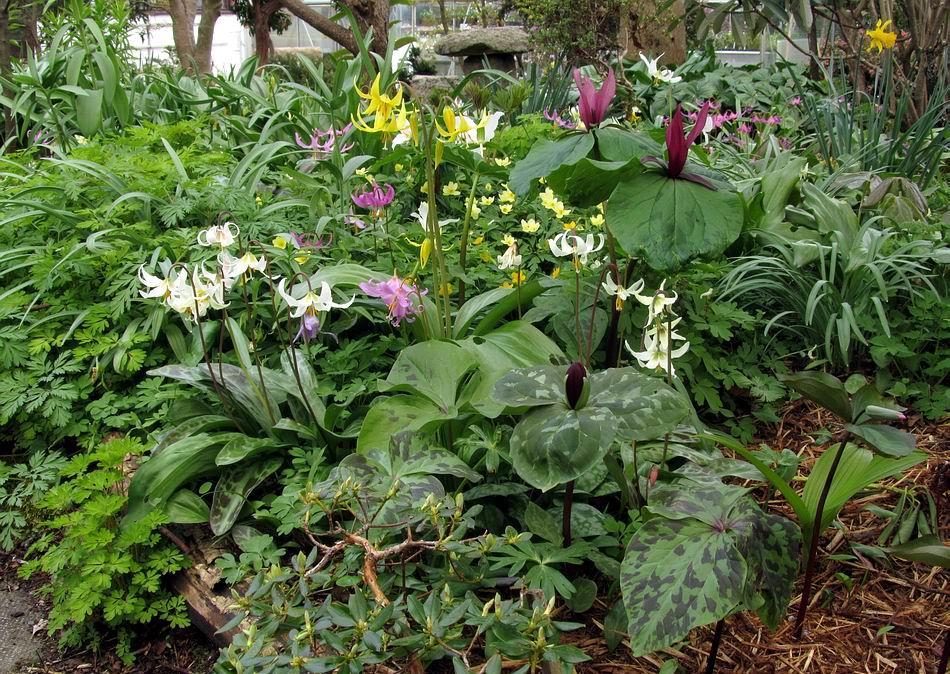 Typical planting in our garden is made up of groups of compatible plants forming supportive communities