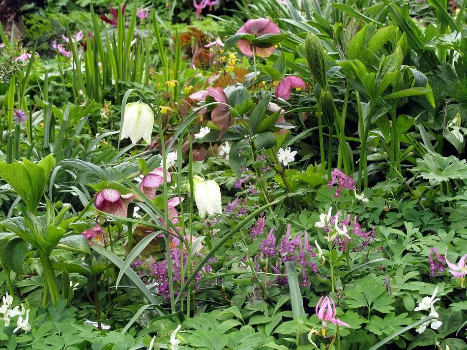 Bulbs like Trillium, Fritillaria and Erythronium have evolved to grow through other plants so not only