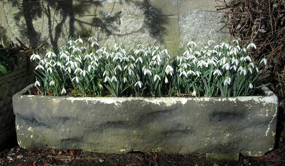 Earlier in the year the Galanthus were in their full flowering glory now below they play a supporting role.