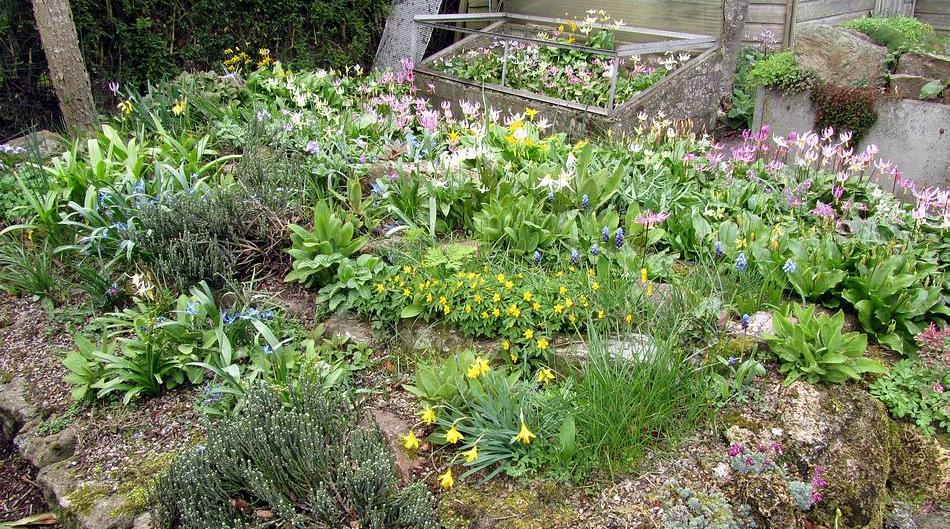 The sunshine we are having has brought out the Erythronium flowers in the plunge beds and all