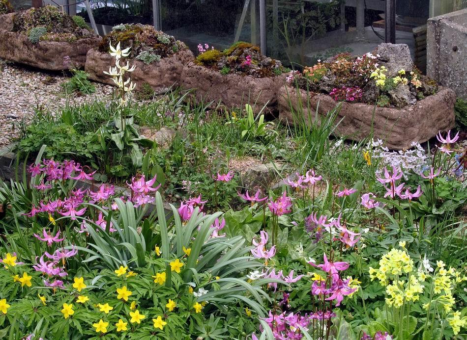 The opening images bring together many aspects or habitat types from our garden, a humus rich bed with early bulbs in the foreground with a sand bed of bulbs immediately