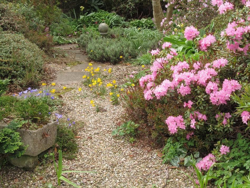 Over the years my wish has been to create a garden that suits the plants well enough to allow them to naturalise that is to self-seed creating