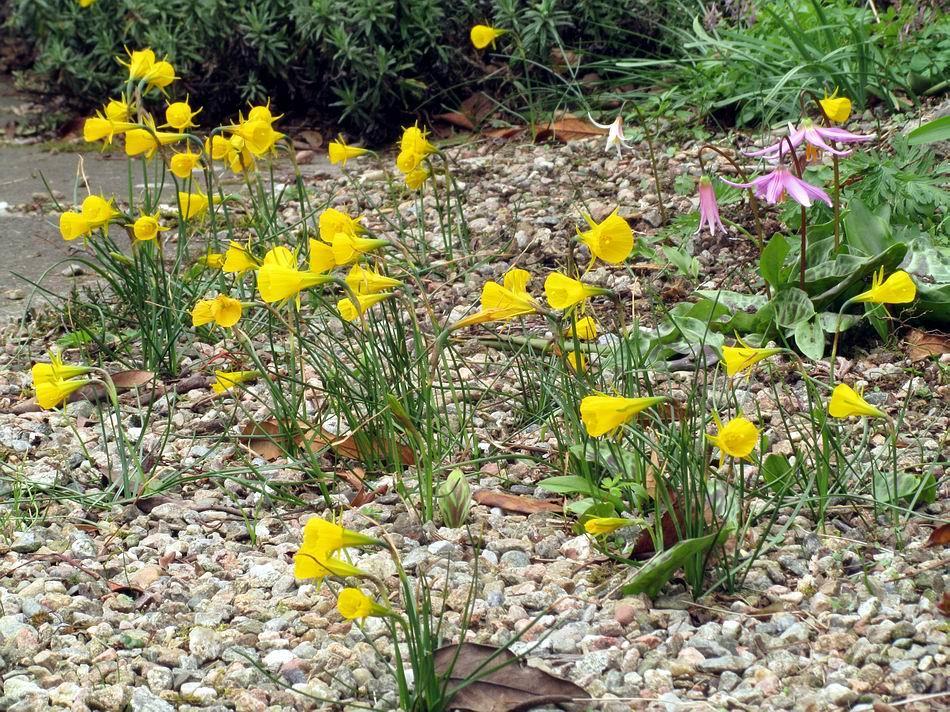 At one time we had grass where the gravel is until we realised that lawn grass was the least interesting plant in our garden and it required the most