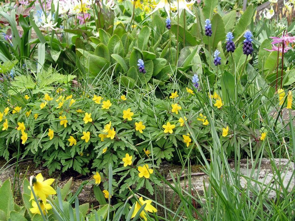 A small area of the rock garden where Crocus and early bulbs featured a month ago is now entering another stage of interest with Anemone ranunculoides and