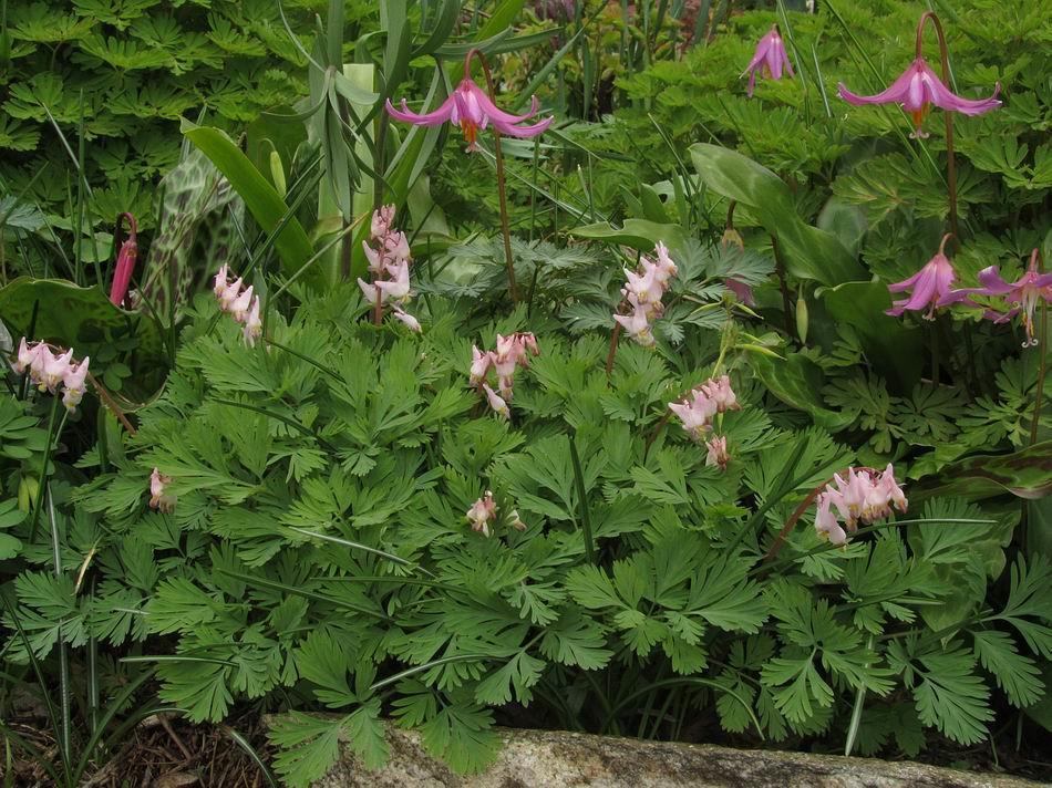 Dicentra cucullaria Pink Punk Dicentra cucullaria Pink Punk is a lovely selection of this species made by