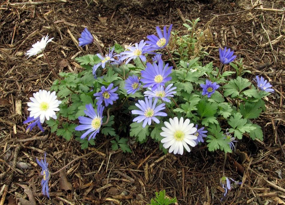 Anemone blanda planted in a mixed group to encourage seeding.