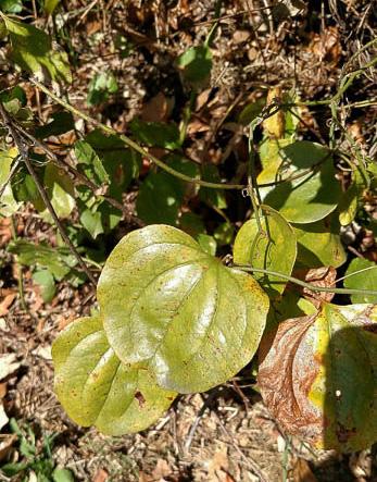 Greenbriar leaves are heart-shaped and can grow to five inches long Photo: Chuck Schuster, UME Plant of the Week By: Ginny Rosenkranz, University of Maryland Extension Leucothoe fontanesiana Rainbow,