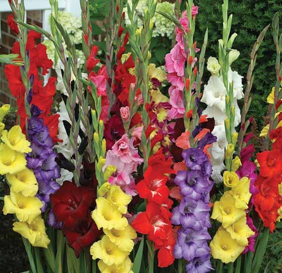 Fabiola and 10 Blue Gladiolus for a total of 40 bulbs!