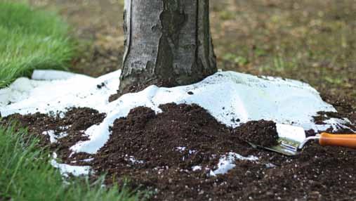 your trees at the same time with this easy-to-use seeded tree ring.