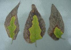 Bacteria Bacterial leaf scorch photo: John Hartman, University of Kentucky, Bugwood.