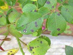 Some spots have distinct margins and may be surrounded by yellow halos. Other types of spots may be angular or blotchy. Spots or dead areas may enlarge to cover an entire leaf.