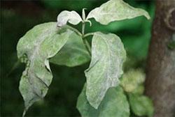 Powdery Mildew Dogwood powdery mildew photo: UkNTrees Powdery mildew The most common symptom is the white or gray layer of fungal growth produced on surfaces of the plant leaves and stems.
