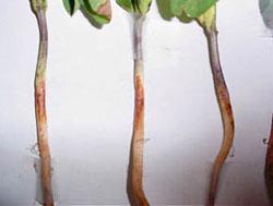 Excess soil moisture favors root rot disease on ornamental plants. Once soilborne fungi build up in landscapes, it is difficult to disinfest soil.