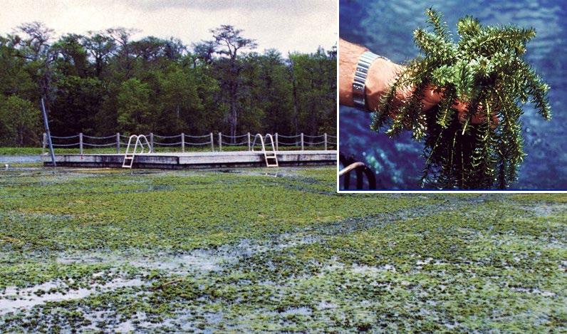 Figure 2. Hydrilla was introduced to the U.S. via the aquarium industry and is one of the world s worst weeds.