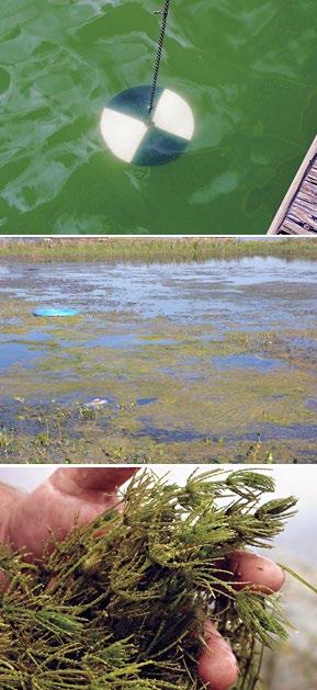 Algae Algae are the base of the food chain and the primary food source for small aquatic organisms.
