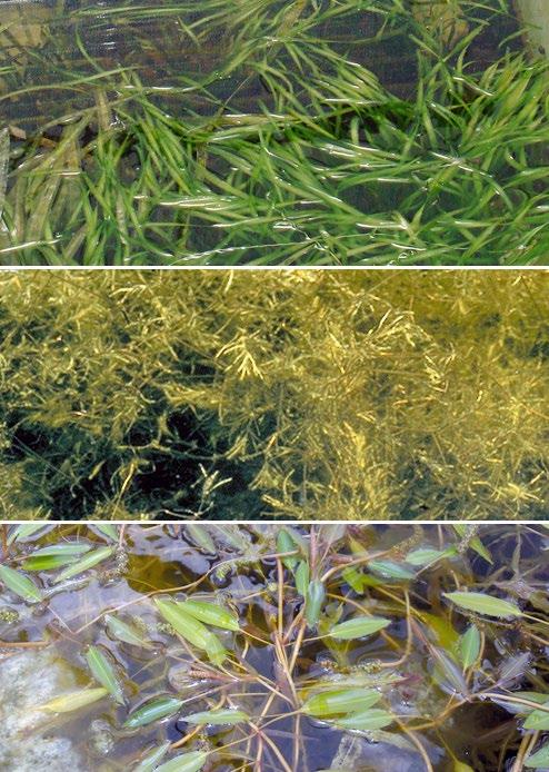 Submersed plants are usually rooted in the sediment and all or most of the plant s growth occurs below the surface of the water.